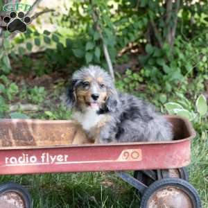 Cathy, Mini Bernedoodle Puppy